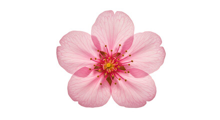 Isolated Pink Cherry Blossom Flower Transparent Background Illustration