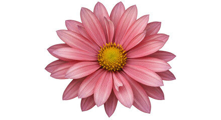 Isolated Pink Flower on Transparent Background Delicate Blossom