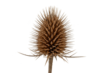 Isolated Macro Photo of Brown Dried Thistle on Transparent Background
