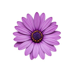 Isolated Purple Osteospermum Bloom Flower With Transparent Background