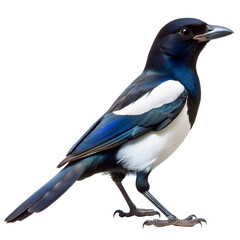 Fototapeta premium Magpie animal isolated on white background