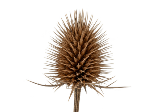 Isolated Macro Photo of Brown Dried Thistle on Transparent Background
