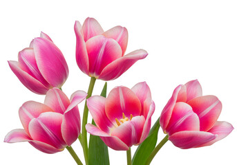 Naklejka premium Isolated Pink Tulips Flowers with Transparent Background Illustration