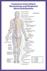 Adobe Illustrator Artwork Cutaneous Innervations