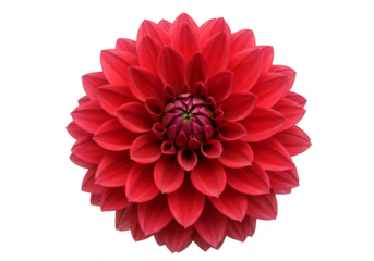 Isolated Red Dahlia Flower Blossom with Transparent Background