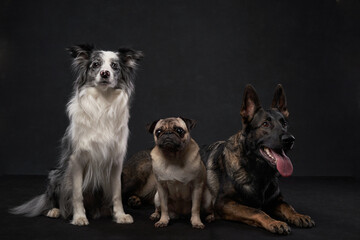 Three dogs of different breeds sit closely together against a black background. Their distinct expressions create a harmonious and balanced composition.