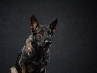 A German Shepherd gazes to the side with a thoughtful expression, set against a black background....