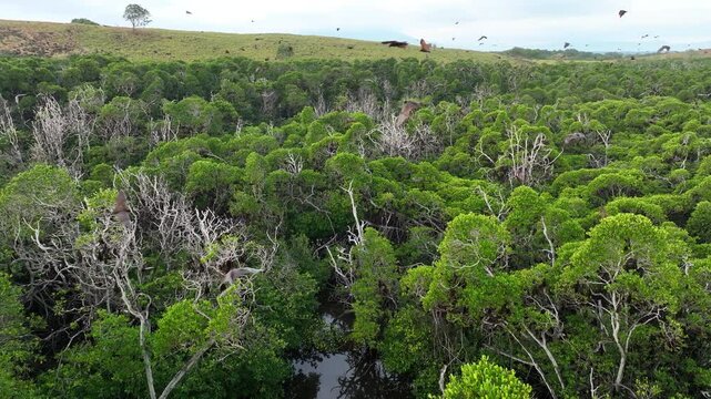 Sunda fruit bats, Acerodon mackloti, fly over an extensive mangrove forest on an island near Flores where their colony roosts. These large bats are considered a vulnerable species by the IUCN.