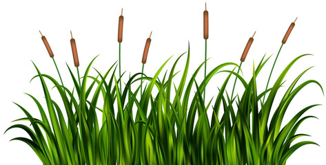 Grass reed on swamp and lake. Tall cattail plants illustration. Wetland with wild green plants. Coastal bulrush long foliage with thicket.