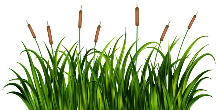 Grass reed on swamp and lake. Tall cattail plants illustration. Wetland with wild green plants. Coastal bulrush long foliage with thicket.