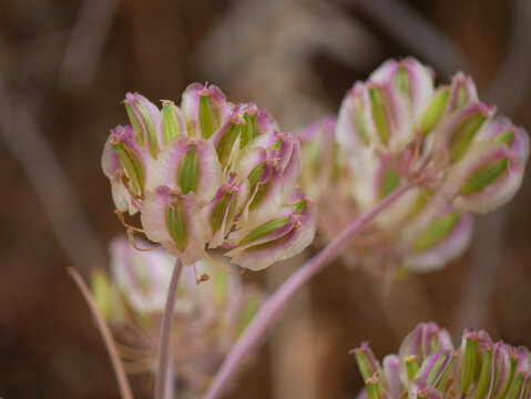 Thapsia Villosa seeds close up