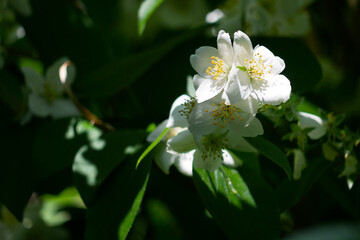 Blooming jasmine in the sun with high contrast