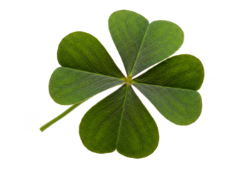 Isolated Shamrock Clover Leaf Close Up for St Patrick Day Celebration
