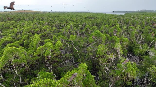 Sunda fruit bats, Acerodon mackloti, fly over an extensive mangrove forest on an island near Flores where their colony roosts. These large bats are considered a vulnerable species by the IUCN.