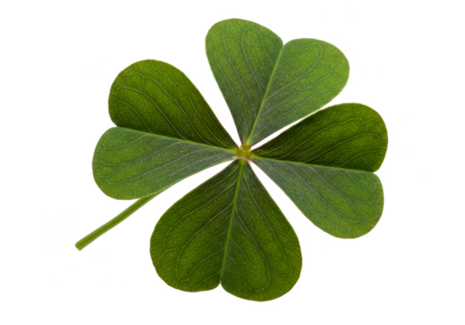 Isolated Shamrock Clover Leaf Close Up for St Patrick Day Celebration