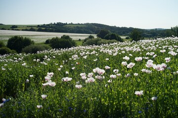 Blooming Poppy Field in a Rolling Countryside Landscape