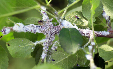 Apple tree branch damaged by aphid Eriosoma lanigerum