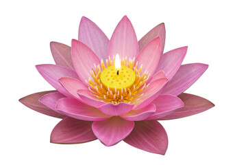 Isolated Transparent Background Pink Lotus Flower Bloom with Yellow Stamen