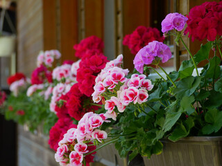Geranium in pot on the external wall of a wooden house