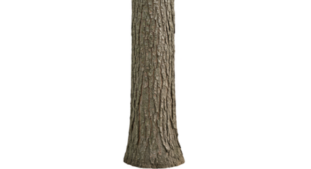 Isolated Tree Trunk Bark Detail Nature Wood Plant Png Background