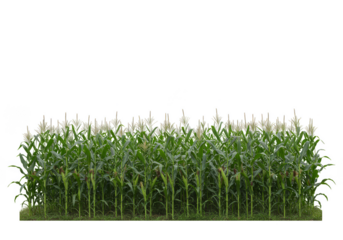 Isolated Transparent Background of Corn Field Green Plant Agriculture