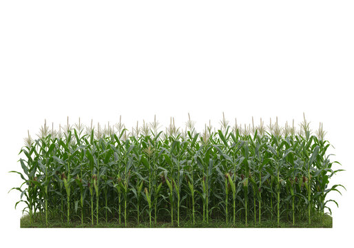 Isolated Transparent Background of Corn Field Green Plant Agriculture - Powered by Adobe
