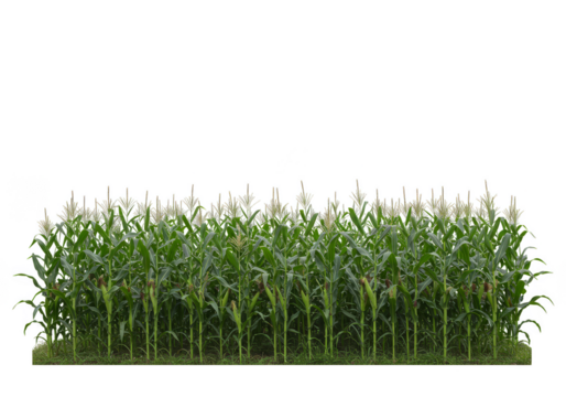 Isolated Transparent Background of Corn Field Green Plant Agriculture