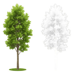 Obraz premium Isolated Tree with Green Foliage And Transparent Background Illustration