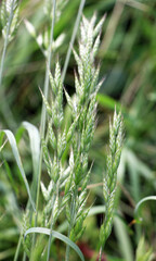Cereal grass bromus hordeaceus grows in nature