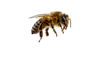 Isolated Transparent Macro Photo of Flying Bee Honeybee Insect Nature