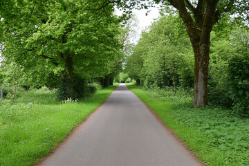 Fototapeta premium Winding road through lush countryside lined with green trees