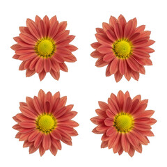 Isolated Transparent Background of Four Pink Flowers Floral Decoration