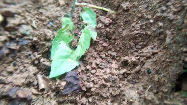 ant on a green leaf