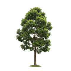 Isolated Tree Png With Green Leaves Summer Plant In Transparent Background