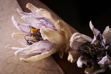 Fiori ormai appassiti di passiflora, isolati in primo piano, composizione su fondo nero
