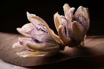 Fiori ormai appassiti di passiflora, isolati in primo piano, composizione su fondo nero