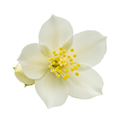 Isolated White Petal Flower with Yellow Center on Transparent Background