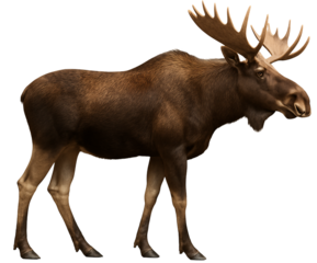 large moose side view in full on transparent background