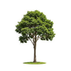 Isolated Tree on Transparent Background With Green Leaves Illustration