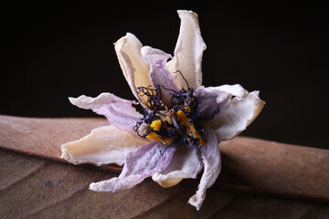 Fiori ormai appassiti di passiflora, isolati in primo piano, composizione su fondo nero