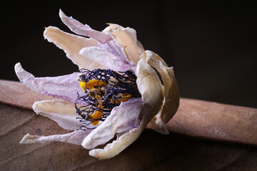 Fiori ormai appassiti di passiflora, isolati in primo piano, composizione su fondo nero