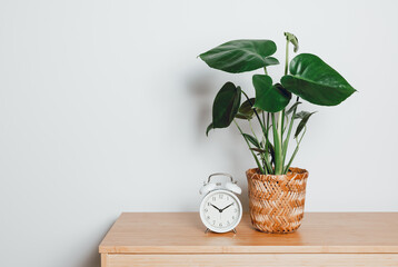 Beautiful monstera houseplant in pot with vintage alarm clock on bamboo table with copy space