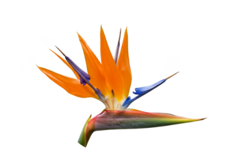 Isolated Tropical Bird Of Paradise Flower with Orange and Blue Petals