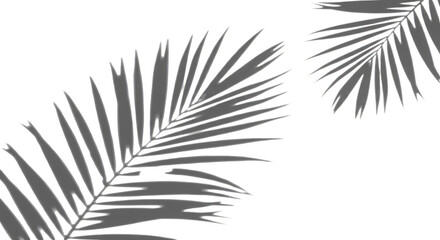 Isolated Tropical Palm Leaf Silhouette on Transparent Background
