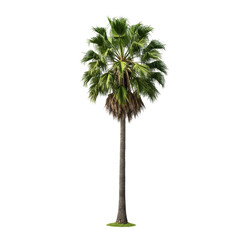 Isolated Tropical Green Palm Tree Illustration On Transparent Background