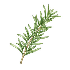 Fototapeta premium Isolated Watercolor Illustration of Rosemary Sprig on Transparent Background