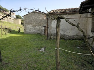 Vineyard and Ruined Walls at Ancient Roman Site