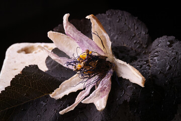 Fiori ormai appassiti di passiflora, isolati in primo piano, composizione su fondo nero