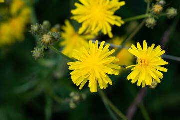 yellow dandelion flower
