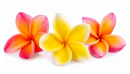 Naklejka premium Vibrant Plumeria Flowers Isolated on White Background Perfect for Wellness Branding.